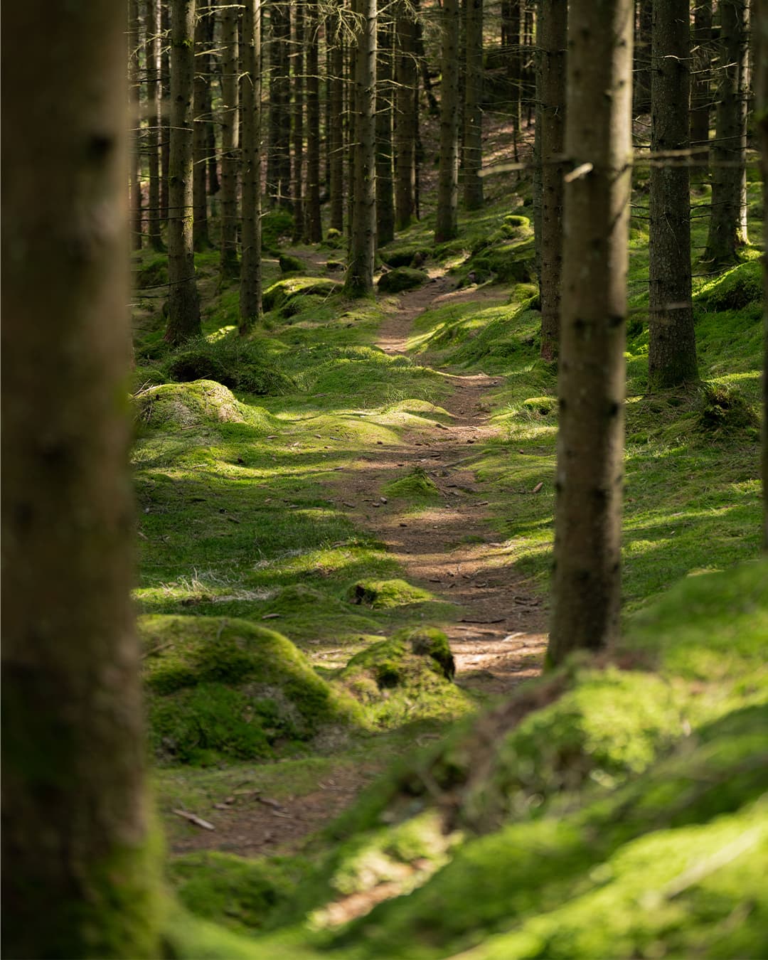 a path through the forest in the woods